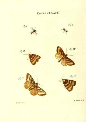 Reproducción/Reproduction 35565977563: Iacobi Christiani Schaefferi s.s. theologiae et philosophiae doctoris ... Icones insectorum circa Ratisbonam indigenorum :. Ratisbonae :Typis Breitfeldianis,MDCCLXXIX [1766-1779]