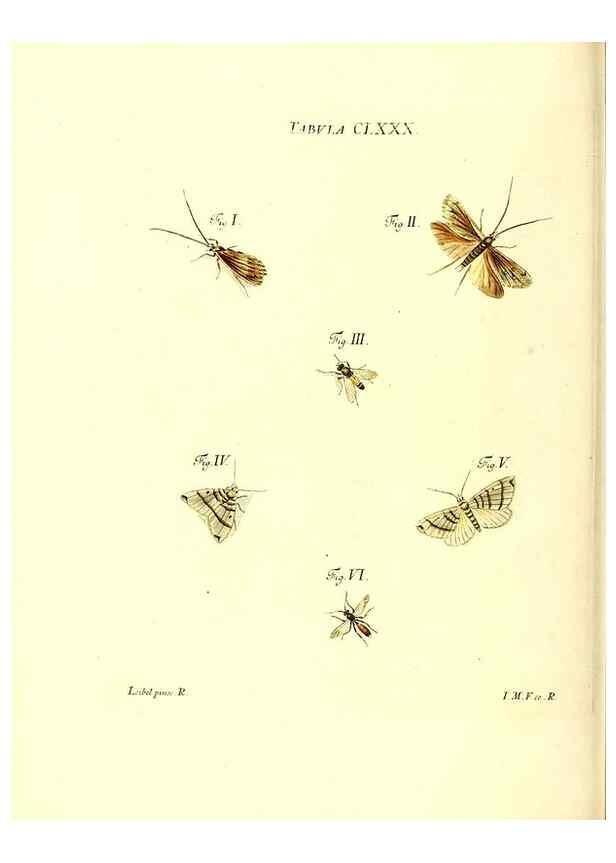 Reproducción/Reproduction 35565981233: Iacobi Christiani Schaefferi s.s. theologiae et philosophiae doctoris ... Icones insectorum circa Ratisbonam indigenorum :. Ratisbonae :Typis Breitfeldianis,MDCCLXXIX [1766-1779]
