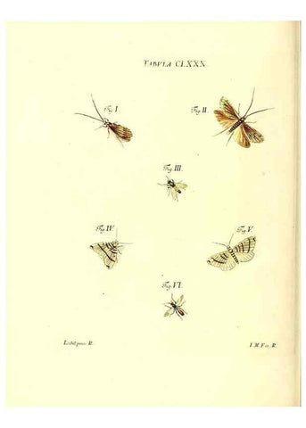 Reproducción/Reproduction 35565981233: Iacobi Christiani Schaefferi s.s. theologiae et philosophiae doctoris ... Icones insectorum circa Ratisbonam indigenorum :. Ratisbonae :Typis Breitfeldianis,MDCCLXXIX [1766-1779]