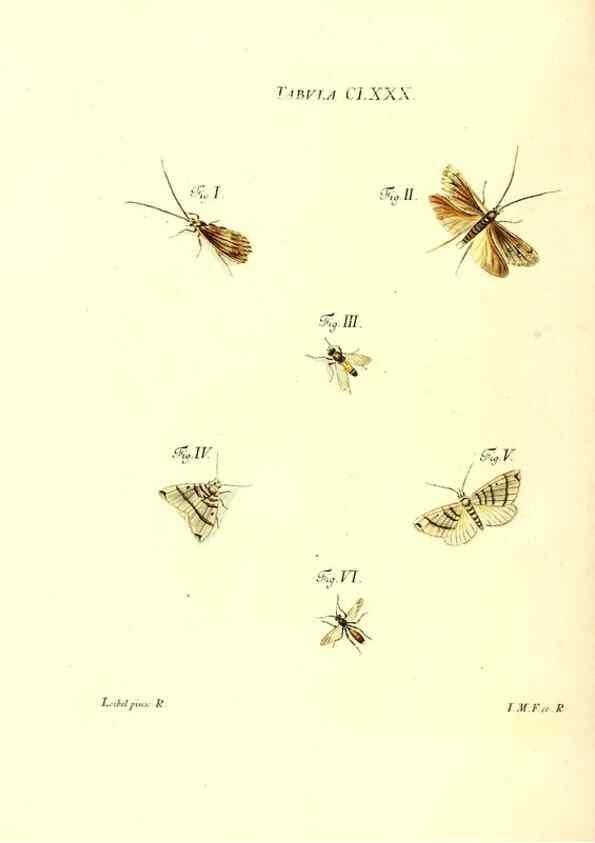 Reproducción/Reproduction 35565981233: Iacobi Christiani Schaefferi s.s. theologiae et philosophiae doctoris ... Icones insectorum circa Ratisbonam indigenorum :. Ratisbonae :Typis Breitfeldianis,MDCCLXXIX [1766-1779]