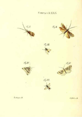 Reproducción/Reproduction 35565981233: Iacobi Christiani Schaefferi s.s. theologiae et philosophiae doctoris ... Icones insectorum circa Ratisbonam indigenorum :. Ratisbonae :Typis Breitfeldianis,MDCCLXXIX [1766-1779]
