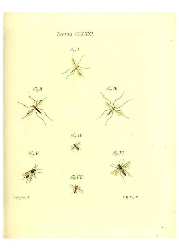 Reproducción/Reproduction 35565983053: Iacobi Christiani Schaefferi s.s. theologiae et philosophiae doctoris ... Icones insectorum circa Ratisbonam indigenorum :. Ratisbonae :Typis Breitfeldianis,MDCCLXXIX [1766-1779]