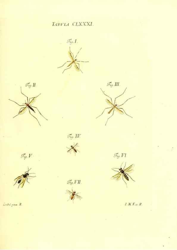 Reproducción/Reproduction 35565983053: Iacobi Christiani Schaefferi s.s. theologiae et philosophiae doctoris ... Icones insectorum circa Ratisbonam indigenorum :. Ratisbonae :Typis Breitfeldianis,MDCCLXXIX [1766-1779]