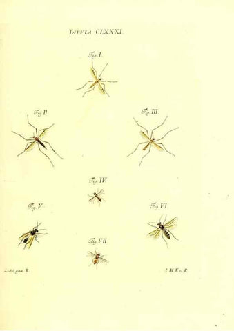Reproducción/Reproduction 35565983053: Iacobi Christiani Schaefferi s.s. theologiae et philosophiae doctoris ... Icones insectorum circa Ratisbonam indigenorum :. Ratisbonae :Typis Breitfeldianis,MDCCLXXIX [1766-1779]