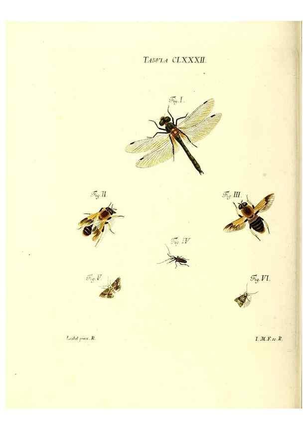 Reproducción/Reproduction 36374314045: Iacobi Christiani Schaefferi s.s. theologiae et philosophiae doctoris ... Icones insectorum circa Ratisbonam indigenorum :. Ratisbonae :Typis Breitfeldianis,MDCCLXXIX [1766-1779]