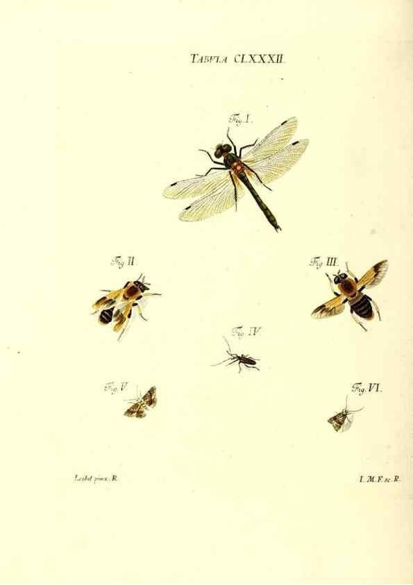 Reproducción/Reproduction 36374314045: Iacobi Christiani Schaefferi s.s. theologiae et philosophiae doctoris ... Icones insectorum circa Ratisbonam indigenorum :. Ratisbonae :Typis Breitfeldianis,MDCCLXXIX [1766-1779]