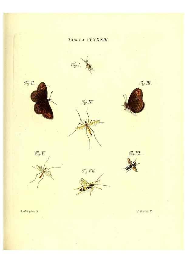 Reproducción/Reproduction 36374315665: Iacobi Christiani Schaefferi s.s. theologiae et philosophiae doctoris ... Icones insectorum circa Ratisbonam indigenorum :. Ratisbonae :Typis Breitfeldianis,MDCCLXXIX [1766-1779]