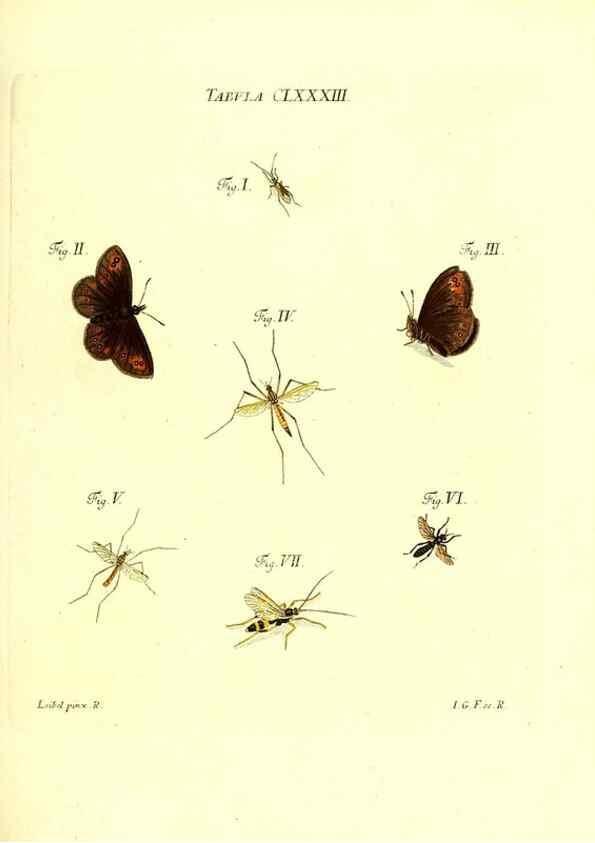 Reproducción/Reproduction 36374315665: Iacobi Christiani Schaefferi s.s. theologiae et philosophiae doctoris ... Icones insectorum circa Ratisbonam indigenorum :. Ratisbonae :Typis Breitfeldianis,MDCCLXXIX [1766-1779]