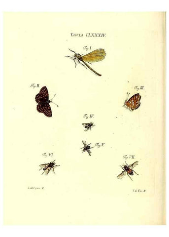 Reproducción/Reproduction 36374317675: Iacobi Christiani Schaefferi s.s. theologiae et philosophiae doctoris ... Icones insectorum circa Ratisbonam indigenorum :. Ratisbonae :Typis Breitfeldianis,MDCCLXXIX [1766-1779]