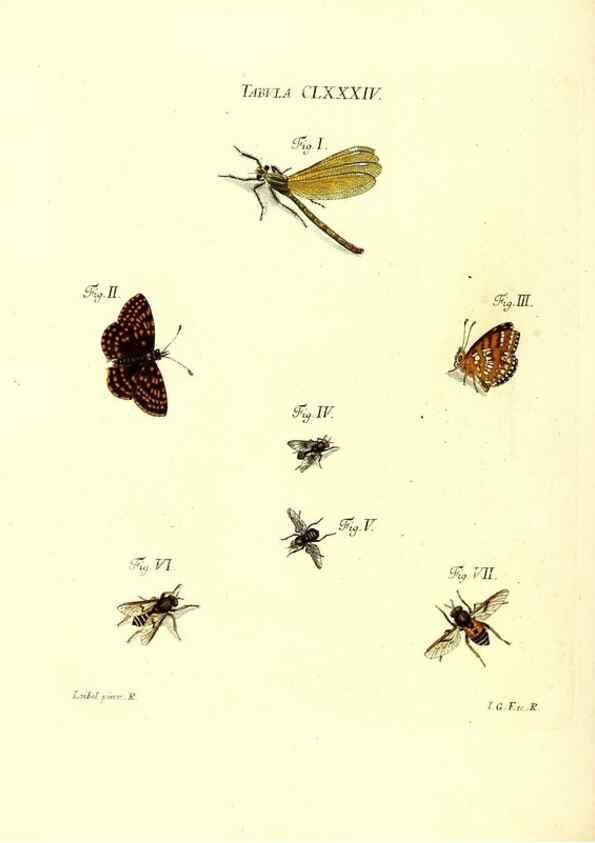 Reproducción/Reproduction 36374317675: Iacobi Christiani Schaefferi s.s. theologiae et philosophiae doctoris ... Icones insectorum circa Ratisbonam indigenorum :. Ratisbonae :Typis Breitfeldianis,MDCCLXXIX [1766-1779]