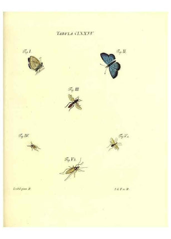 Reproducción/Reproduction 35565990913: Iacobi Christiani Schaefferi s.s. theologiae et philosophiae doctoris ... Icones insectorum circa Ratisbonam indigenorum :. Ratisbonae :Typis Breitfeldianis,MDCCLXXIX [1766-1779]
