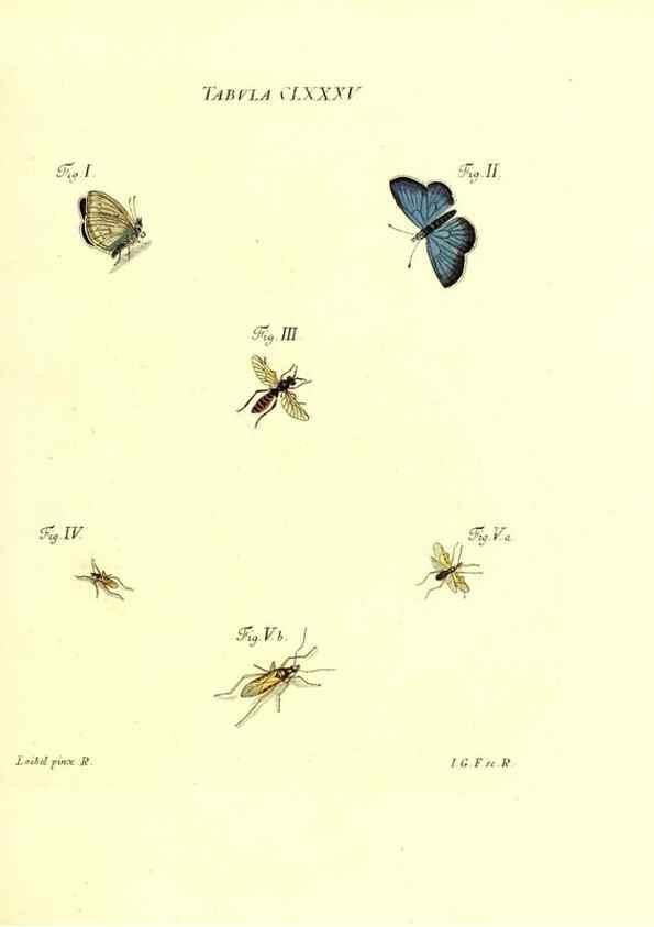 Reproducción/Reproduction 35565990913: Iacobi Christiani Schaefferi s.s. theologiae et philosophiae doctoris ... Icones insectorum circa Ratisbonam indigenorum :. Ratisbonae :Typis Breitfeldianis,MDCCLXXIX [1766-1779]