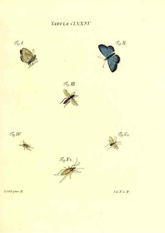 Reproducción/Reproduction 35565990913: Iacobi Christiani Schaefferi s.s. theologiae et philosophiae doctoris ... Icones insectorum circa Ratisbonam indigenorum :. Ratisbonae :Typis Breitfeldianis,MDCCLXXIX [1766-1779]