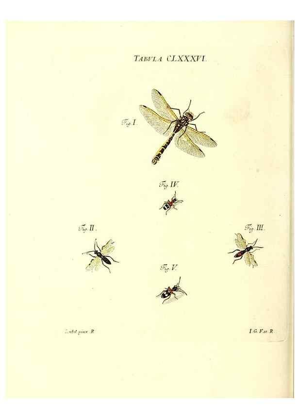 Reproducción/Reproduction 35565993563: Iacobi Christiani Schaefferi s.s. theologiae et philosophiae doctoris ... Icones insectorum circa Ratisbonam indigenorum :. Ratisbonae :Typis Breitfeldianis,MDCCLXXIX [1766-1779]