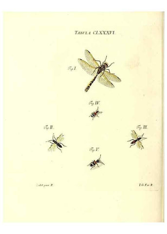 Reproducción/Reproduction 35565993563: Iacobi Christiani Schaefferi s.s. theologiae et philosophiae doctoris ... Icones insectorum circa Ratisbonam indigenorum :. Ratisbonae :Typis Breitfeldianis,MDCCLXXIX [1766-1779]