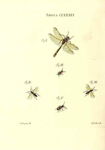Reproducción/Reproduction 35565993563: Iacobi Christiani Schaefferi s.s. theologiae et philosophiae doctoris ... Icones insectorum circa Ratisbonam indigenorum :. Ratisbonae :Typis Breitfeldianis,MDCCLXXIX [1766-1779]