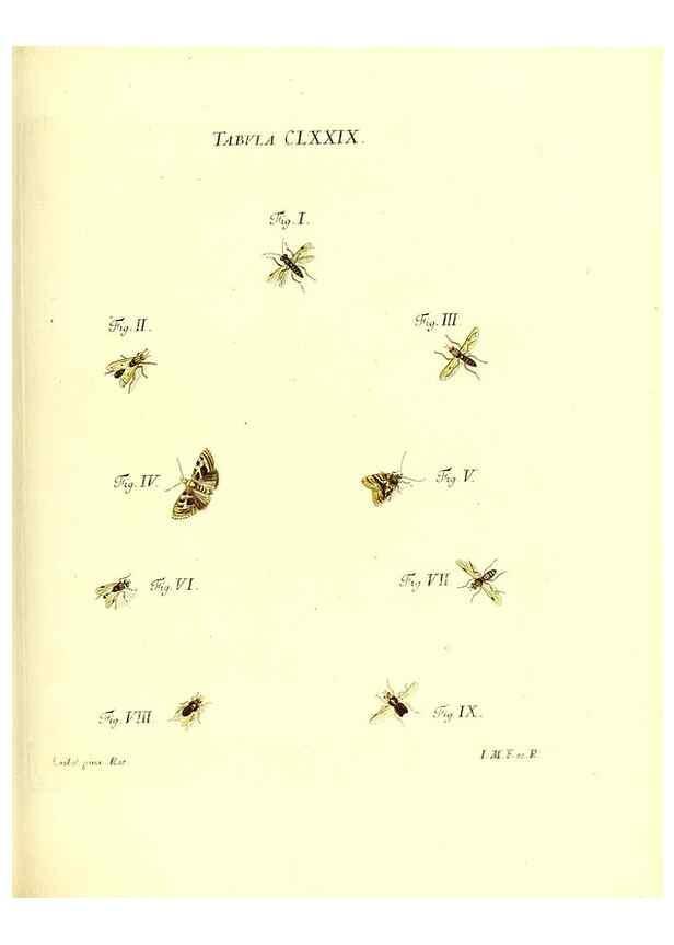 Reproducción/Reproduction 35565979393: Iacobi Christiani Schaefferi s.s. theologiae et philosophiae doctoris ... Icones insectorum circa Ratisbonam indigenorum :. Ratisbonae :Typis Breitfeldianis,MDCCLXXIX [1766-1779]