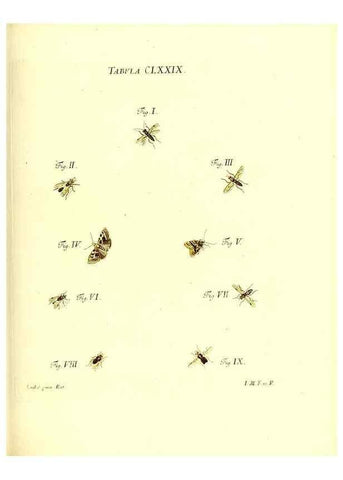 Reproducción/Reproduction 35565979393: Iacobi Christiani Schaefferi s.s. theologiae et philosophiae doctoris ... Icones insectorum circa Ratisbonam indigenorum :. Ratisbonae :Typis Breitfeldianis,MDCCLXXIX [1766-1779]