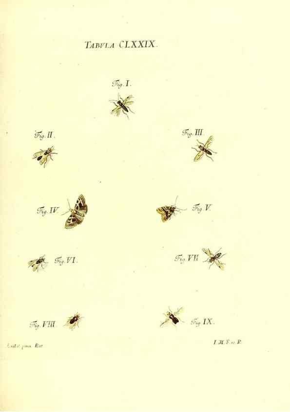 Reproducción/Reproduction 35565979393: Iacobi Christiani Schaefferi s.s. theologiae et philosophiae doctoris ... Icones insectorum circa Ratisbonam indigenorum :. Ratisbonae :Typis Breitfeldianis,MDCCLXXIX [1766-1779]