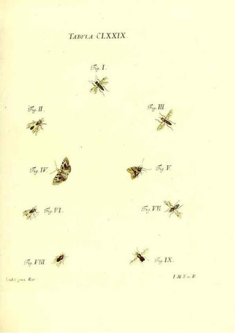 Reproducción/Reproduction 35565979393: Iacobi Christiani Schaefferi s.s. theologiae et philosophiae doctoris ... Icones insectorum circa Ratisbonam indigenorum :. Ratisbonae :Typis Breitfeldianis,MDCCLXXIX [1766-1779]