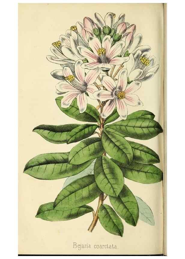 Reproducción/Reproduction 36749050486: Revue horticole.. Paris :Librairie agricole de la maison rustique,1829-1974.