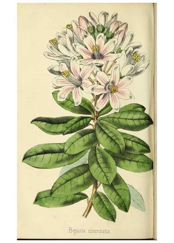 Reproducción/Reproduction 36749050486: Revue horticole.. Paris :Librairie agricole de la maison rustique,1829-1974.
