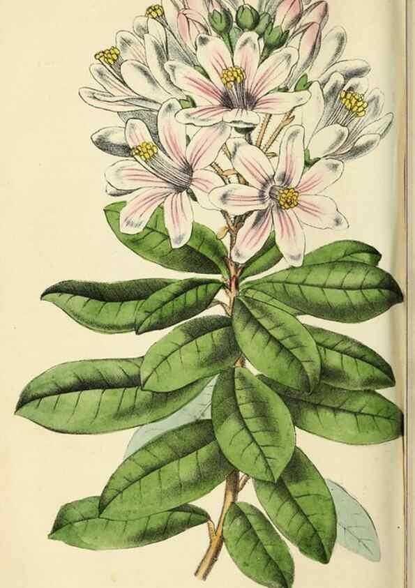 Reproducción/Reproduction 36749050486: Revue horticole.. Paris :Librairie agricole de la maison rustique,1829-1974.