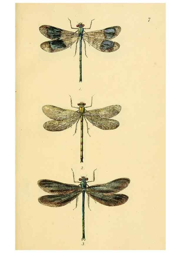 Reproducción/Reproduction 36329596276: British libellulinae, or, Dragon flies :. London :Printed by J.C. Bridgewater,1845.
