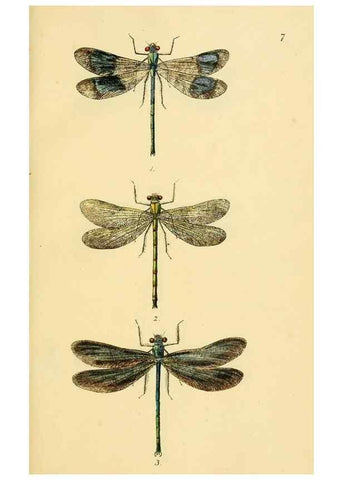 Reproducción/Reproduction 36329596276: British libellulinae, or, Dragon flies :. London :Printed by J.C. Bridgewater,1845.