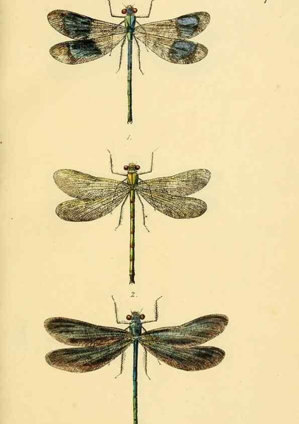 Reproducción/Reproduction 36329596276: British libellulinae, or, Dragon flies :. London :Printed by J.C. Bridgewater,1845.