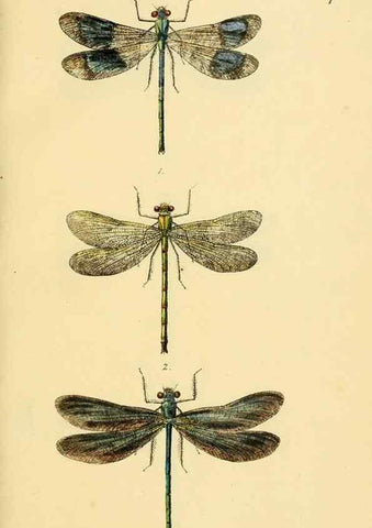 Reproducción/Reproduction 36329596276: British libellulinae, or, Dragon flies :. London :Printed by J.C. Bridgewater,1845.