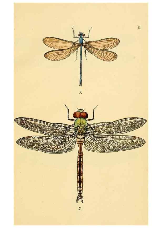 Reproducción/Reproduction 36329601336: British libellulinae, or, Dragon flies :. London :Printed by J.C. Bridgewater,1845.