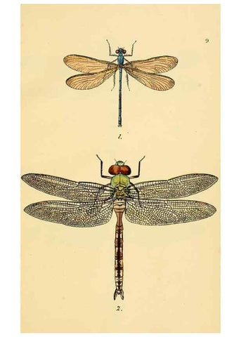 Reproducción/Reproduction 36329601336: British libellulinae, or, Dragon flies :. London :Printed by J.C. Bridgewater,1845.