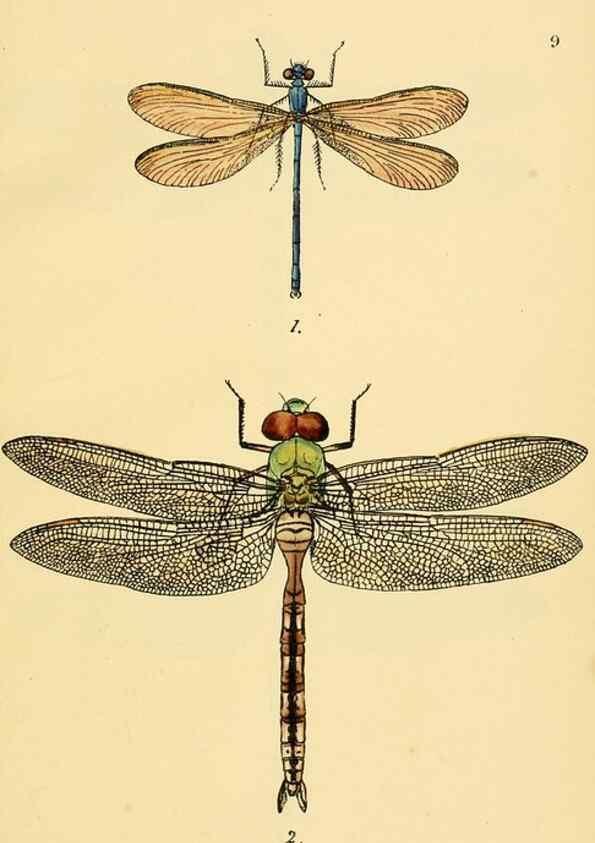 Reproducción/Reproduction 36329601336: British libellulinae, or, Dragon flies :. London :Printed by J.C. Bridgewater,1845.