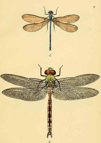 Reproducción/Reproduction 36329601336: British libellulinae, or, Dragon flies :. London :Printed by J.C. Bridgewater,1845.