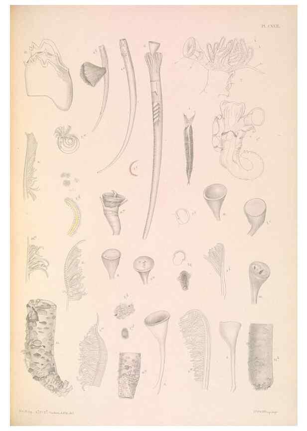 Reproducción/Reproduction 36310344921: A monograph of the British marine annelids.. London,The Ray society,1873/1900-1922/23.