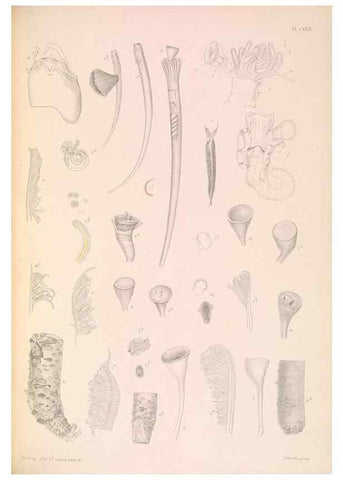 Reproducción/Reproduction 36310344921: A monograph of the British marine annelids.. London,The Ray society,1873/1900-1922/23.