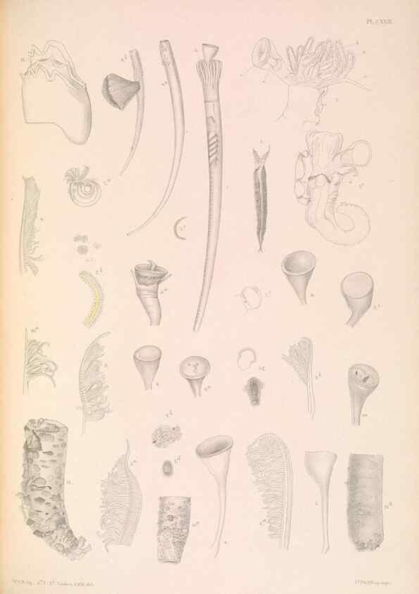 Reproducción/Reproduction 36310344921: A monograph of the British marine annelids.. London,The Ray society,1873/1900-1922/23.