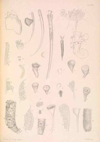 Reproducción/Reproduction 36310344921: A monograph of the British marine annelids.. London,The Ray society,1873/1900-1922/23.