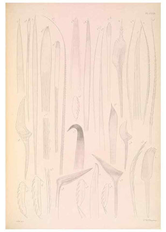 Reproducción/Reproduction 36310346691: A monograph of the British marine annelids.. London,The Ray society,1873/1900-1922/23.