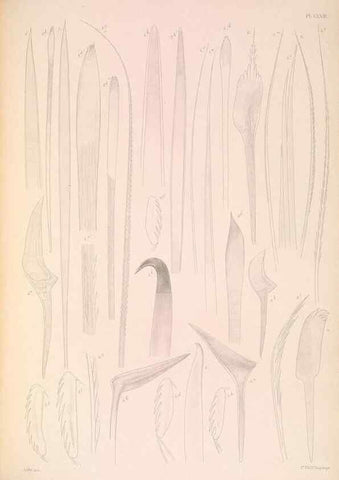 Reproducción/Reproduction 36310346691: A monograph of the British marine annelids.. London,The Ray society,1873/1900-1922/23.