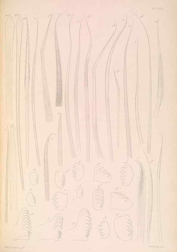 Reproducción/Reproduction 36310348041: A monograph of the British marine annelids.. London,The Ray society,1873/1900-1922/23.