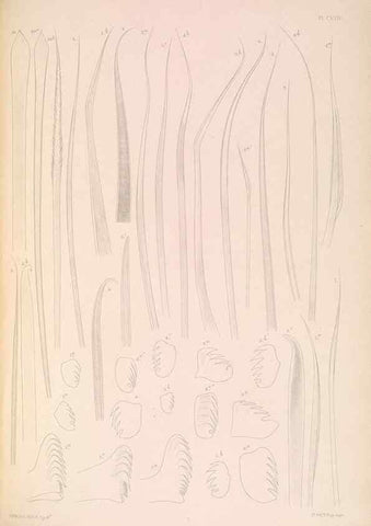 Reproducción/Reproduction 36310348041: A monograph of the British marine annelids.. London,The Ray society,1873/1900-1922/23.