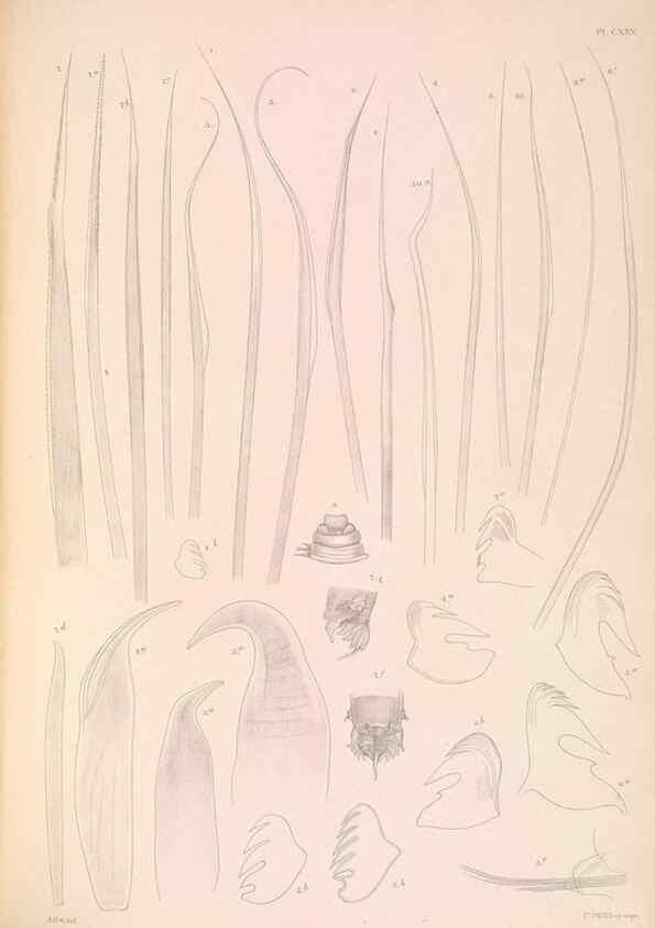 Reproducción/Reproduction 36310349511: A monograph of the British marine annelids.. London,The Ray society,1873/1900-1922/23.
