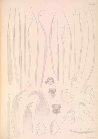 Reproducción/Reproduction 36310349511: A monograph of the British marine annelids.. London,The Ray society,1873/1900-1922/23.