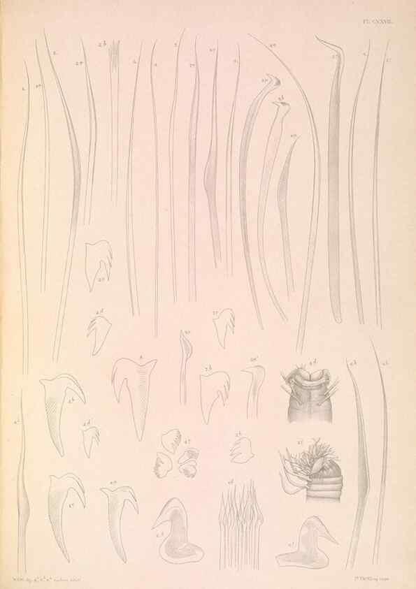 Reproducción/Reproduction 36050749140: A monograph of the British marine annelids.. London,The Ray society,1873/1900-1922/23.