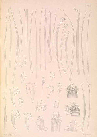 Reproducción/Reproduction 36050749140: A monograph of the British marine annelids.. London,The Ray society,1873/1900-1922/23.