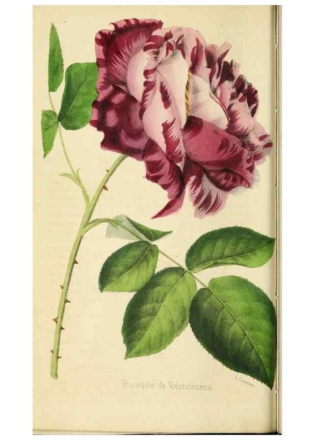 Reproducción/Reproduction 35961726074: Revue horticole.. Paris :Librairie agricole de la maison rustique,1829-1974.