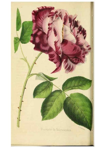 Reproducción/Reproduction 35961726074: Revue horticole.. Paris :Librairie agricole de la maison rustique,1829-1974.