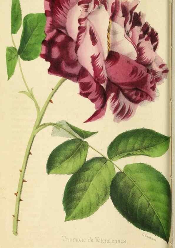 Reproducción/Reproduction 35961726074: Revue horticole.. Paris :Librairie agricole de la maison rustique,1829-1974.